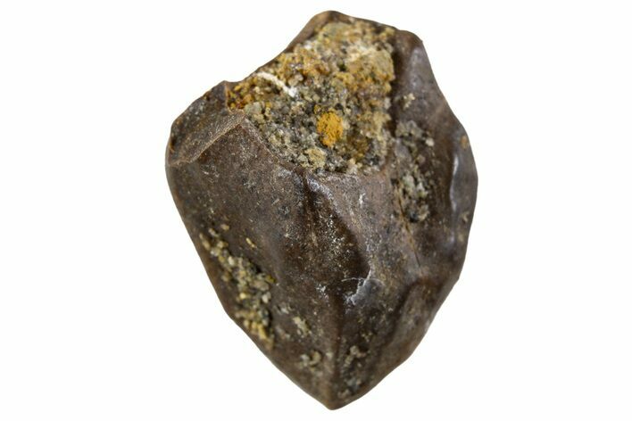 Fossil Dinosaur (Triceratops) Tooth Crown - Montana #341141